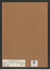 Coscinodiscus subangulauts Grun. (de-Toni-Nr.: Genus 202, Species 4980) Zeichnungen Sammlung Grunow Mappe 04795 (Herbarium_W_Grunow_drawings_Folder_04795)